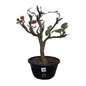 Pré Bonsai de Primavera Vermelha - 8 Anos - PB36