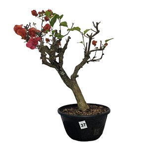 Pré Bonsai de Primavera Vermelha - 8 Anos - PB37