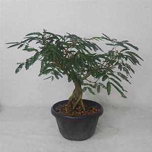 Pré Bonsai de Caliandra Vermelha - 4 Anos - PB38