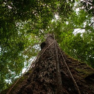 Essência Amazônia