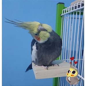 Plataforma para Aves