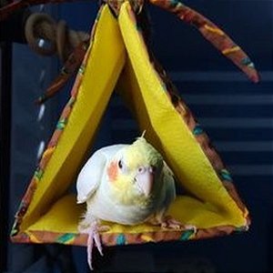 Cabaninha para Aves
