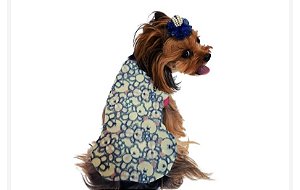 Roupa para cachorro Inverno Soft Cor Rosa Claro Figura de Urso Azul Gaby Moda Pet