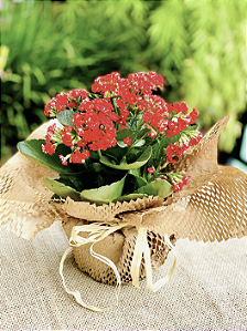 Kalanchoe tamanho G