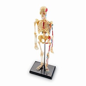 MODELO ANATOMICO DO ESQUELETO HUMANO