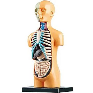BRINQUEDO ANATOMIA 3D CORPO HUMANO