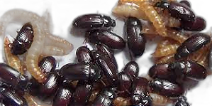 Besouro do Amendoim Frete Grátis Brasil