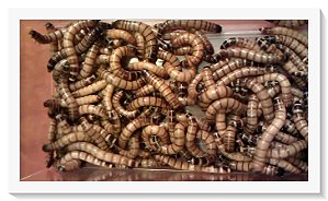 Tenébrio Gigante (Larvas Jovens) Frete Grátis Brasil