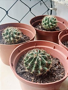 Cacto Hamathocactus Setispinus