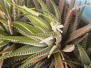 Suculenta Haworthia Fasciata