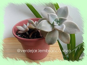 Suculenta Graptopelatum Paraguayense