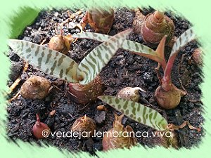 Suculenta Ledebouria Socialis