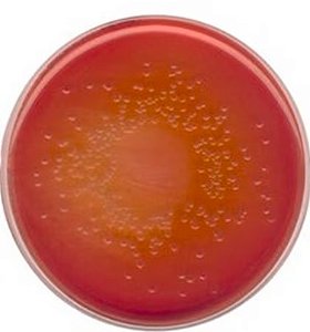 ÁGAR MacCONKEY - 500G - Merck