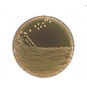 ÁGAR M 17 Seg. Terzaghi - 500g - Merck