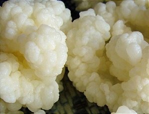 Kit Kefir de água e kefir leite