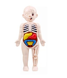 Boneco Anatomia Do Corpo Humano Brinquedo Órgãos Humanos