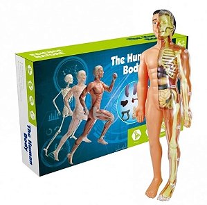 Brinquedo Anatomia corpo humano - Esqueleto 3D com Órgãos