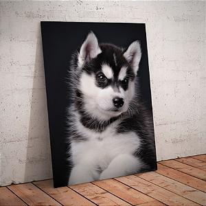 Quadro decorativo - Cachorro filhote de Husky Siberiano