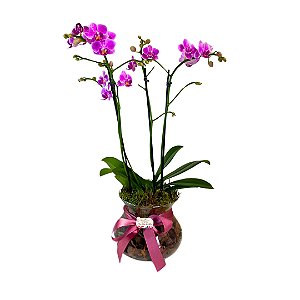 Orquídea Phalaenopsis M no vaso de vidro- Rosa