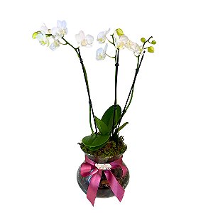Orquídea Phalaenopsis M no vaso de vidro- Branco
