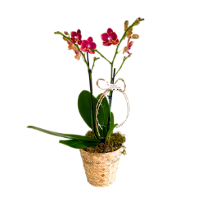 Orquídea PT9 CXP Corda - Rosa
