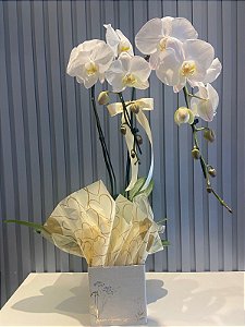 Orquídea Branca Nobreza