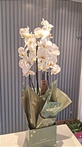 Orquídea Decorada Branca