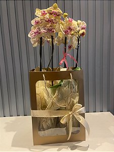 Vitrine de orquídeas