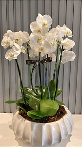 Arranjo de Orquídeas Premium Celebrare Anja