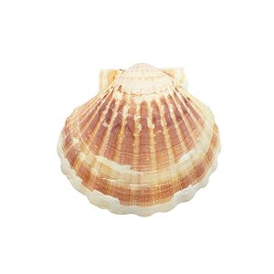 Concha Grande - Natural