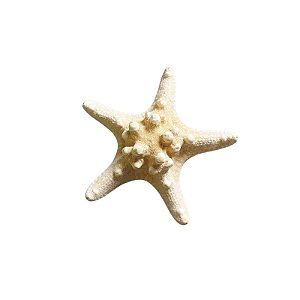 Estrela do Mar Natural