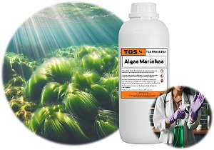 Essência Algas Marinhas Ultra para fabricar desinfetante