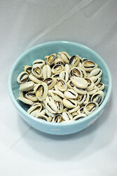 Búzio branco aberto