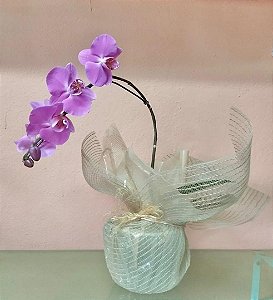 Orquídea Phalaenopsis