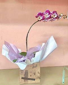 Orquídea Phalaenopsis