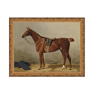 Cavalo de esporte selado