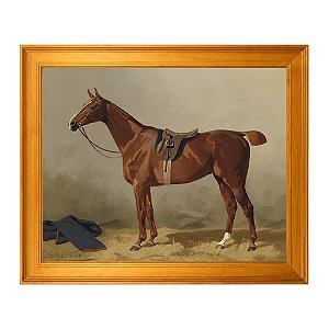Cavalo de esporte selado