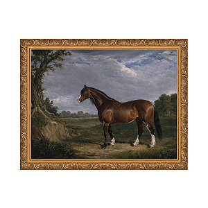 Um garanhão Clydesdale