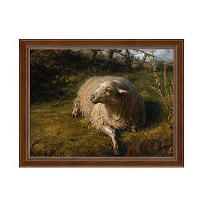 Uma ovelha em repouso