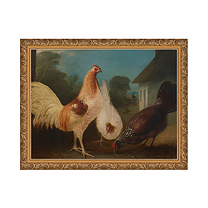 Galinhas em um quintal