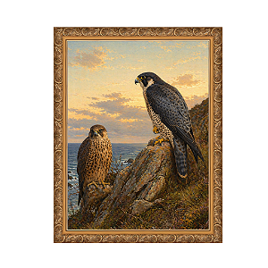 Um Falcão-peregrino adulto e imaturo (1889)