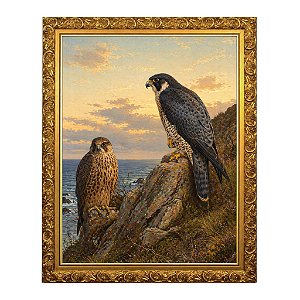 Um Falcão-peregrino adulto e imaturo (1889)