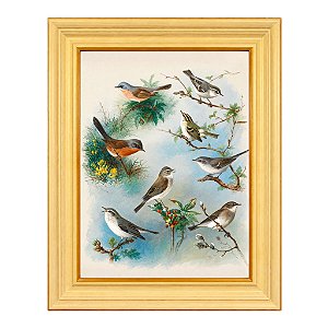 Warbler e Wrens