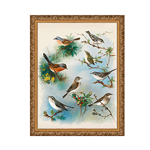 Warbler e Wrens
