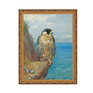 Peregrino em Auchencecairn (1923)