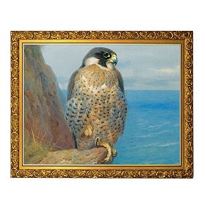 Peregrino em Auchencecairn (1923)