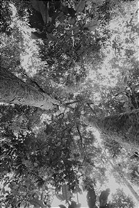 Print Amazonia 1