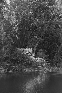 Print Amazonia 6