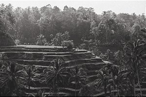 Print Campos de Arroz Bali 4