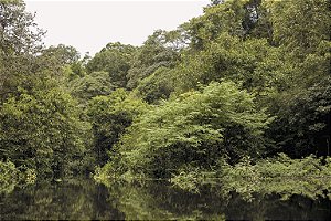 Print Amazonia 8